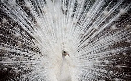 دانلود بک گراند پر شده با پرهای طاووس سفید