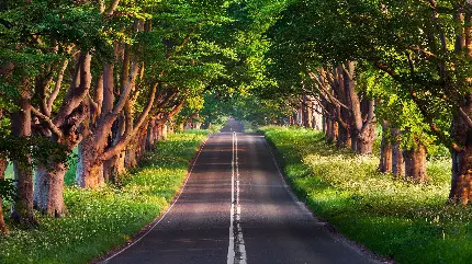 تصویر زمینه جاده جنگلی عاشقانه و رویایی برای ویندوز 12