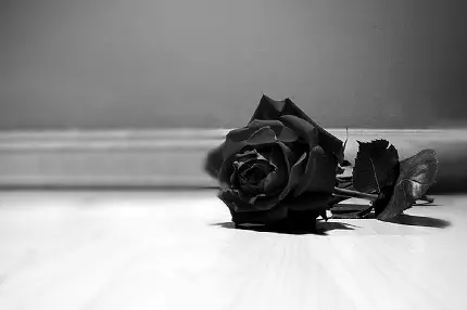 دانلود عکس زمینه غمگین گل سیاه برای نوشتن متن تسلیت 