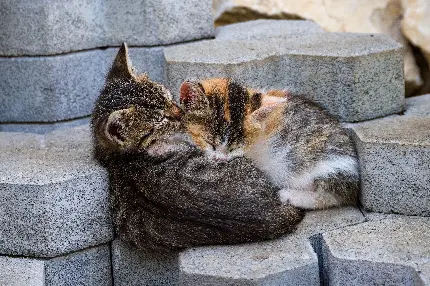 تازه ترین والپیپر گربه های مهربون و کوچولو برای ویندوز 11