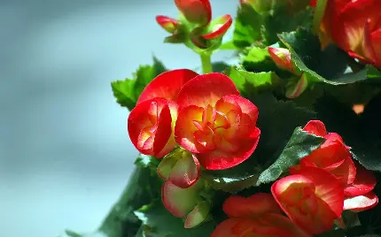 عکسی از گل بگونیا وکس شاداب قرمز باکیفیت hd مناسب موبایل