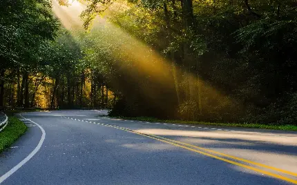 چشم انداز 4K جاده جنگلی در امتداد نور خورشید برای چاپ