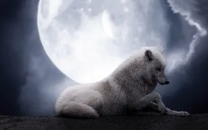 دانلود تصویر دیجیتالی گرگ و ماه در یک تم دلنشین 