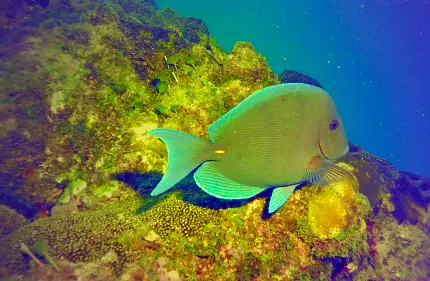 تصویر زمینه ماهی زرد و آبی روی صخره مرجانی مخصوص لپ تاپ