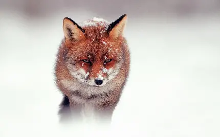 بک گراند چشم نواز از روباه خسته و پوشیده از برف