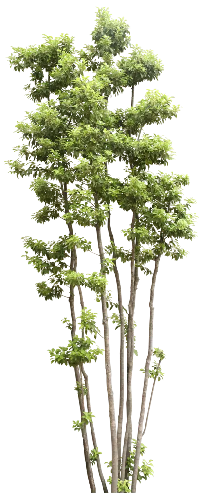 دانلود عکس درخت با برگ های سبز در فرمت PNG رایگان