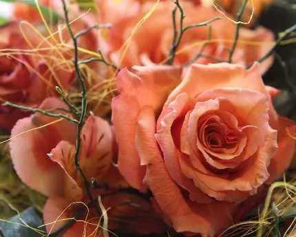 بک گراند تحسین برانگیز گل های رز زیبا به رنگ هلویی خاص