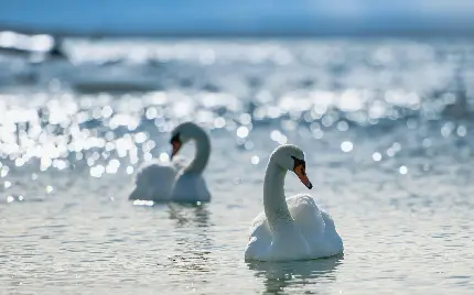 والپیپر پرنده قوی سفید رنگ در آب های دلنشین دریا