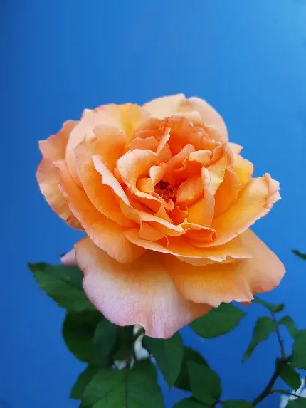 دانلود زیباترین عکس گل رز به رنگ هلویی با زمینه آبی 