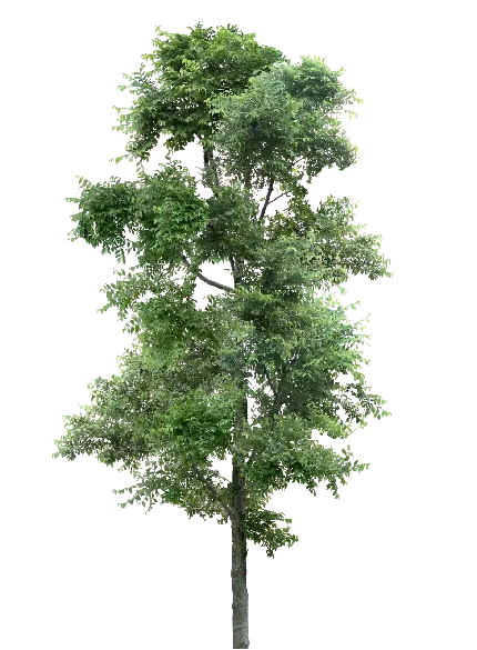 چاپ پوستر دانلود رایگان عکس درخت پی ان جی برای برنامه فتوشاپ 