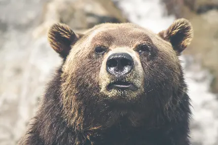 تصویر زمینه خرس قهوه‌ای بامزه و بزرگ برای ویندوز 12
