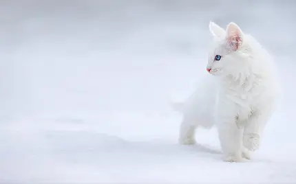 عکس بچه گربه سفید ناز روی برف white kittens با پس زمینه سفید