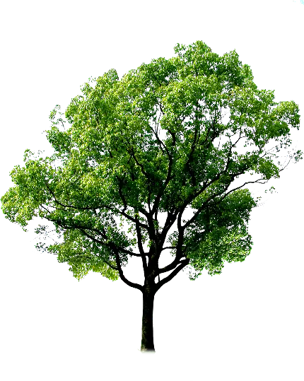 وکتور درخت خوشگل با کیفیت Full HD برای پاورپوینت 