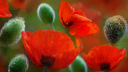 عکس استوک شاداب از گل‌های شقایق قرمز رنگ وحشی و چیزهای پشمالوی سبز رنگ اطرافشان