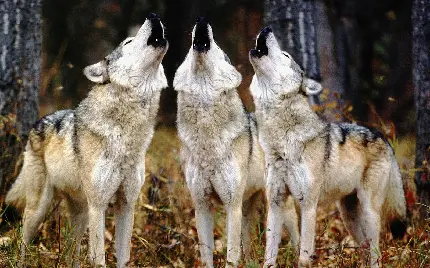 بهترین عکس زمینه از زوزه گله گرگ ها برای دسکتاپ 