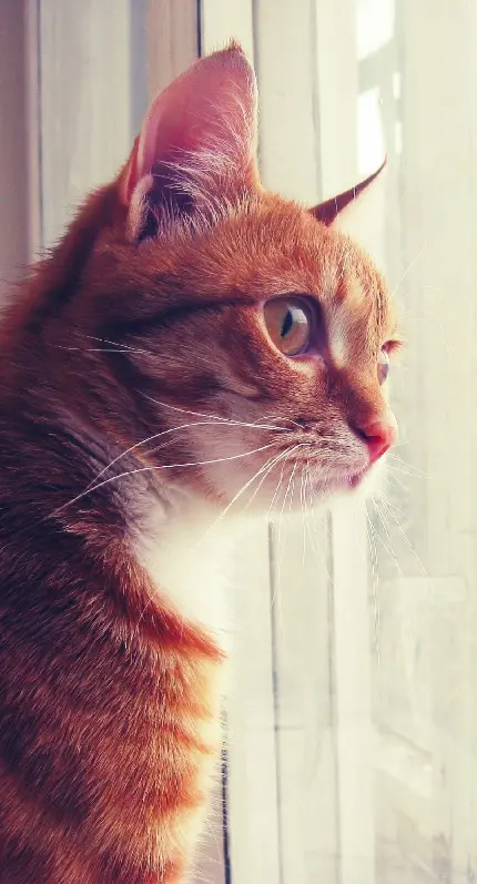 پوستر جالب توجه از واکنش یک گربه به صداهای بیرون از شیشه پنجره
