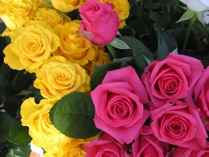 عکس پروفایل بی نظیر از گل رز زرد و صورتی خوشگل 