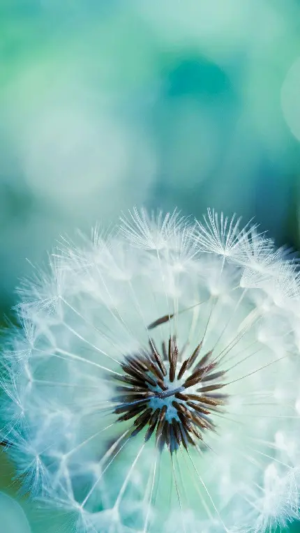 دانلود عکس زیبا و رویایی از گل قاصدک کوچک و دوست داشتنی