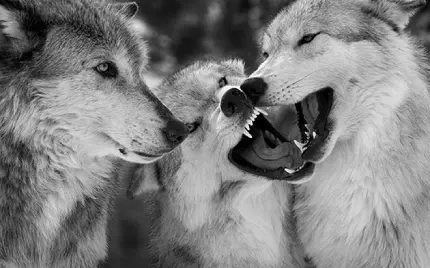 دانلود عکس خام گرگ های سفید و وحشی برای ساخت عکس نوشته