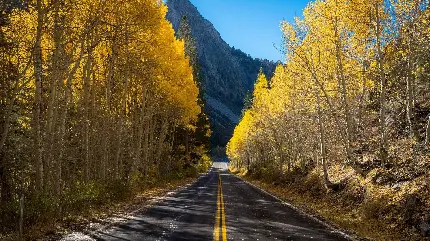 پربازدید ترین تصویر از طبیعت بکر در حاشیه جاده پاییزی 4K