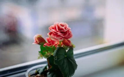 دانلود تصویر گل بگونیای گلدار کوچک کنار شیشە ی پنجرە