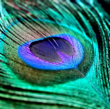 دانلود عکس پروفایل رویایی پر طاووس با کیفیت عالی 4k