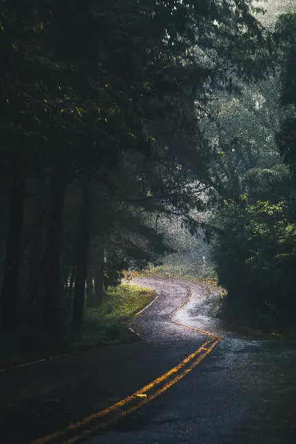 پربازدید ترین تصویر زمینه از جاده درون جنگل سبز با کیفیت بالا 