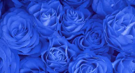 زیبا ترین تصویر از گل های رز آبی رنگ برای دسکتاپ
