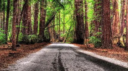 عکس جادویی از جاده جنگلی پرطراوت با کیفیت Full HD 