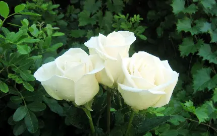 عکس پروفایل زیبا از 3 گل رز سفید در میان گیاهان سبز