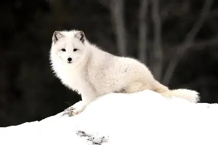 والپیپر بسیار زیبای روباه قطبی سفید رنگ نشسته در برف