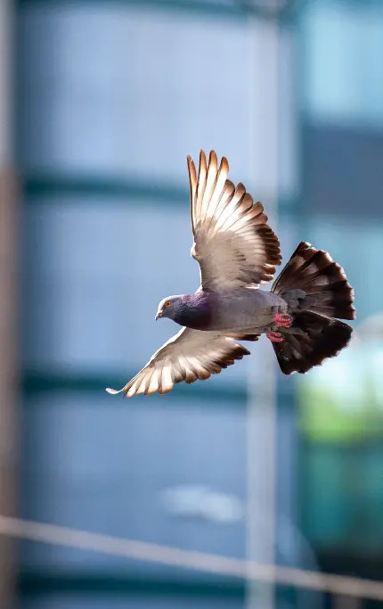 پوستری متداول از کبوتری که در حال پرواز با تابش نور آفتاب به بالهایش