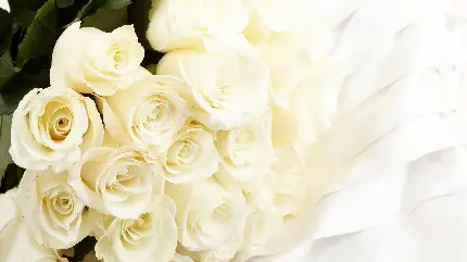تصویر شگفت انگیز از دستە گل رز سفید قشنگ با زمینە سفید
