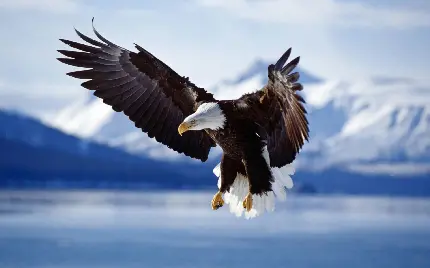 تصویر زمینه پرواز سحر آمیز عقاب در سرمای زمستان 