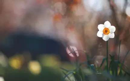 پس زمینە مات و نامعلوم از گل نرگس سفید رنگ و برگ‌هایش