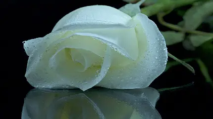 دانلود عکس گل رز سفید خیس شدە با قطرات آب باران مناسب موبایل