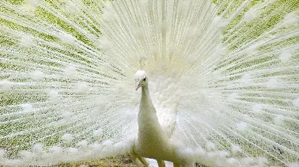 دانلود تصویر پس زمینه ی باکیفیت تاپ از پرهای نزدیک به هم طاووس سفید