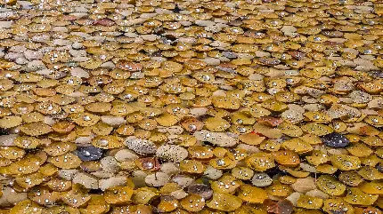 بک گراند قشنگ پاییزی از برگ های زرد باران زده HD