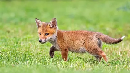 تصویر زمینه قشنگ از بچه روباه کوچک در سبزه‌زار