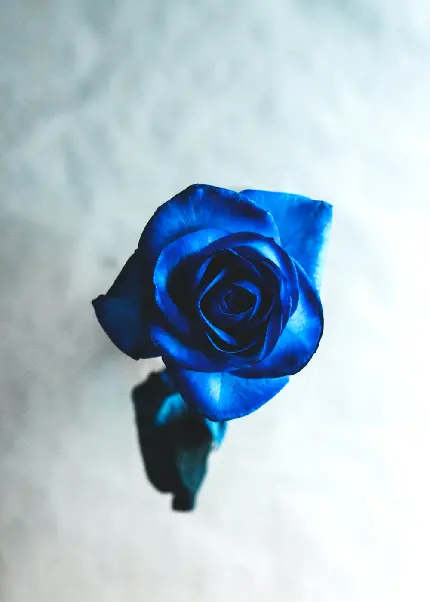 والپیپر گرافیکی زیبا از گل رز آبی برای موبایل
