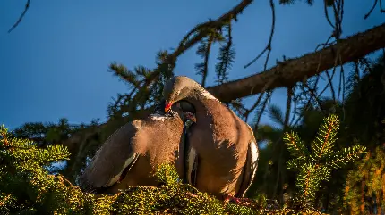 عکس عاشقانه از دو پرنده زیبا کنار هم برای زمینه ویندوز 