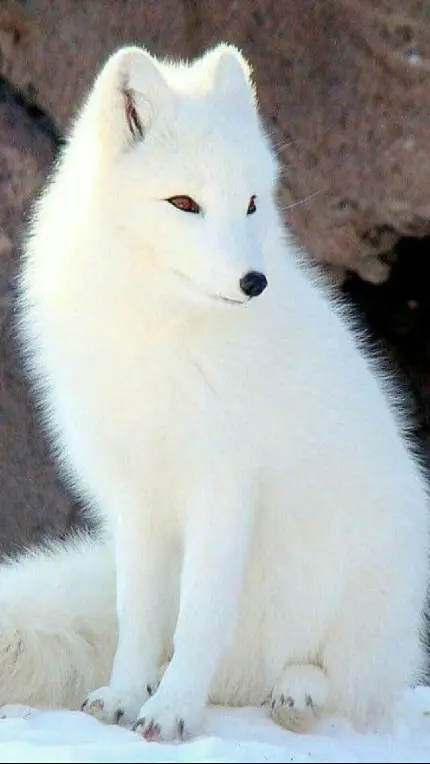 بک گراند فول اچ دی و زیبا از روباه سفید قطبی
