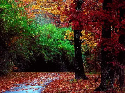 طبیعت دلچسب پاییزی در یک قاب هنری برای زمینه ویندوز 12