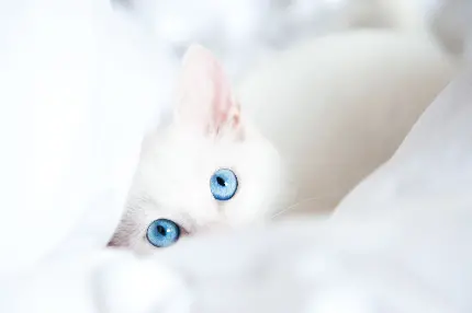 تصویر زمینه بچه گربه سفید و دوست داشتنی با چشم های آبی روشن