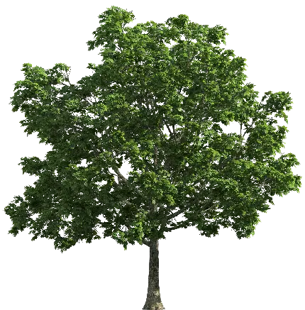 پربازدید ترین نمای گرافیکی از درخت سرسبز مختص ادیت