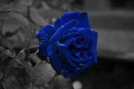 تصویر منحصر به فرد از گل رز آبی واقعی با کیفیت FULL HD