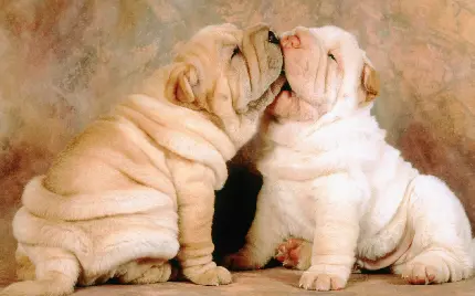 دانلود والپیپر خوشگل برای ویندوز 12 با طرح دو بچه سگ بامزه 