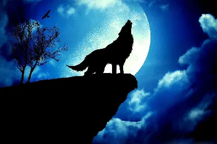 بک گراند جالب توجه از گرگ و ماه در آسمان زیبای شب