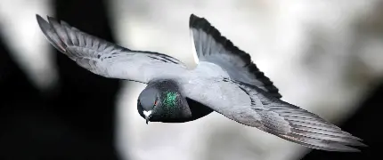 عکس زمینه ی سیاه و سفید و خشن از کبوتر با بالهای گشوده در حال پرواز