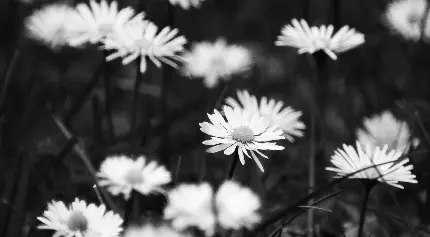 بک گراند گوشی با طرح خوشگل گل های سیاه و سفید 
